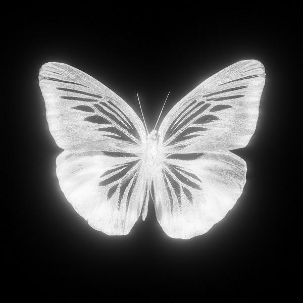 Fuera: Mariposa